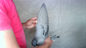 Pigeon image
