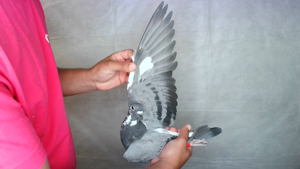 Pigeon image