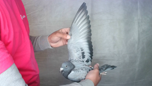 Pigeon image
