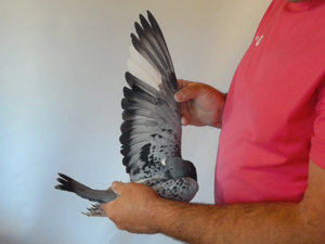 Pigeon image