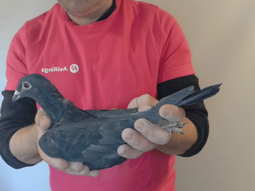 Pigeon image