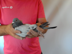 Pigeon image