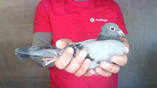 Pigeon image
