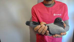 Pigeon image