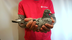 Pigeon image