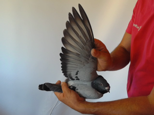 Pigeon image
