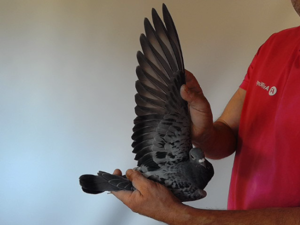 Pigeon image