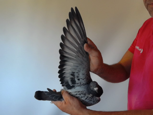 Pigeon image