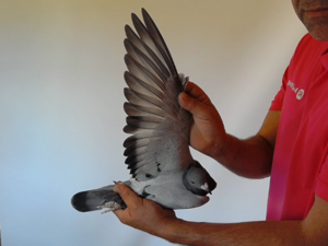 Pigeon image