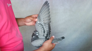 Pigeon image