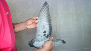 Pigeon image