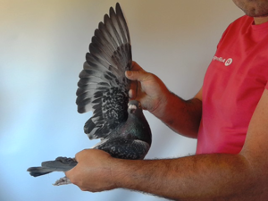 Pigeon image