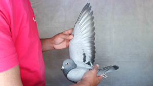 Pigeon image