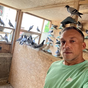 Pigeon image
