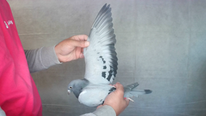 Pigeon image