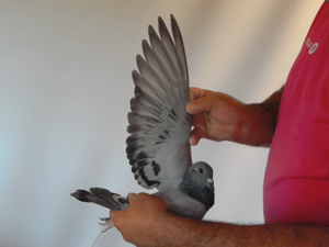 Pigeon image