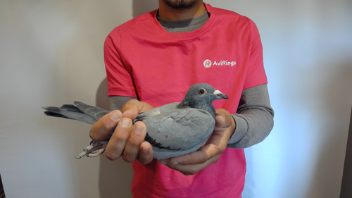 Pigeon image