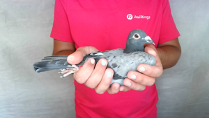 Pigeon image