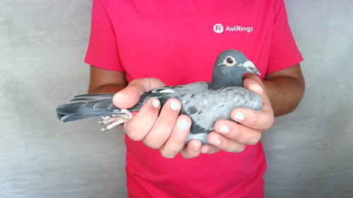 Pigeon image