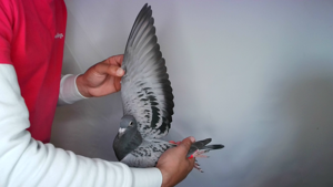 Pigeon image