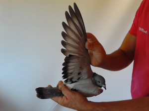Pigeon image
