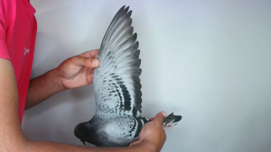 Pigeon image