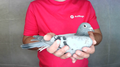 Pigeon image