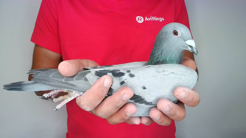 Pigeon image