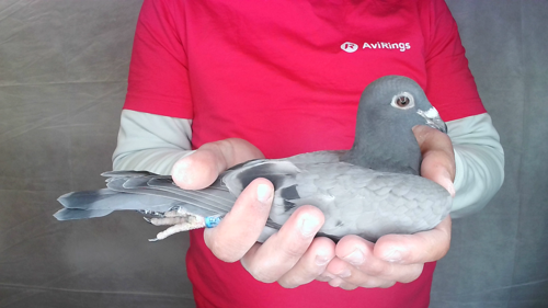 Pigeon image