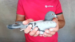 Pigeon image