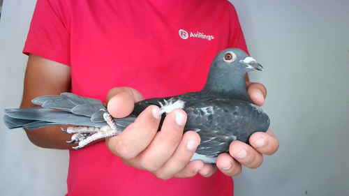 Pigeon image