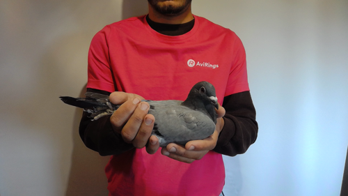 Pigeon image