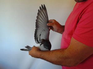 Pigeon image
