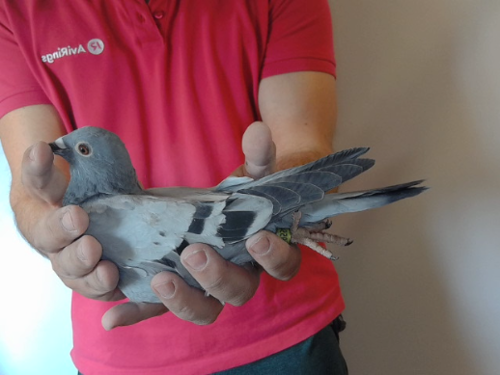 Pigeon image