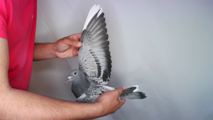 Pigeon image