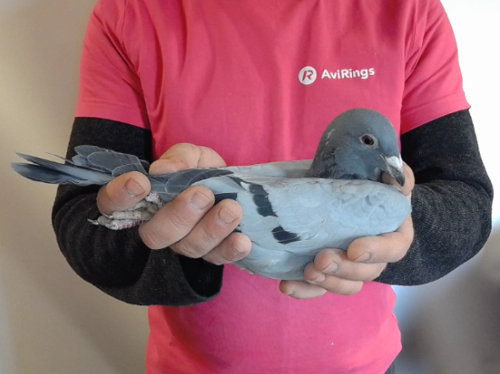 Pigeon image