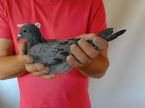 Pigeon image