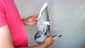 Pigeon image