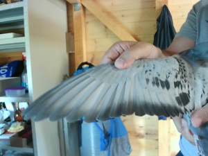 Pigeon image