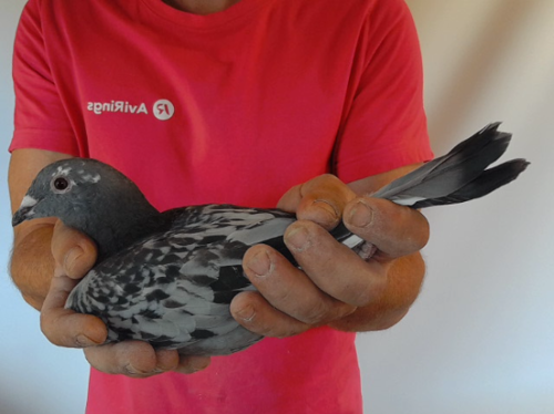 Pigeon image