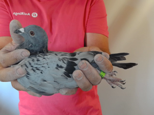 Pigeon image