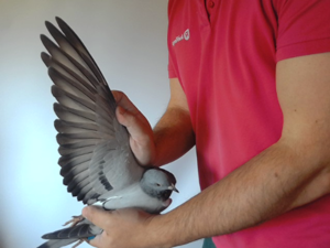 Pigeon image