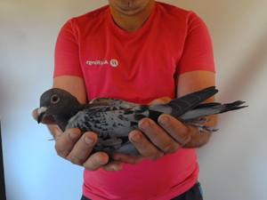 Pigeon image