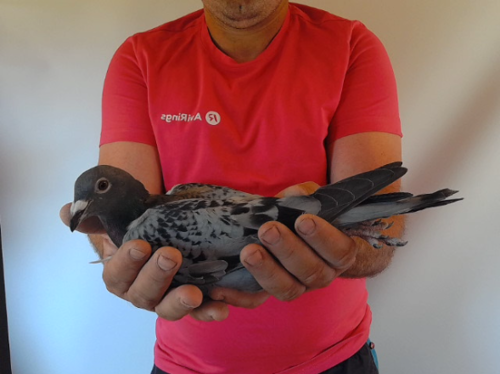 Pigeon image
