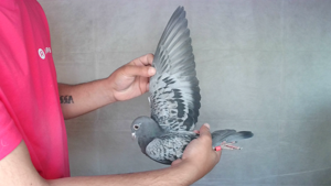 Pigeon image