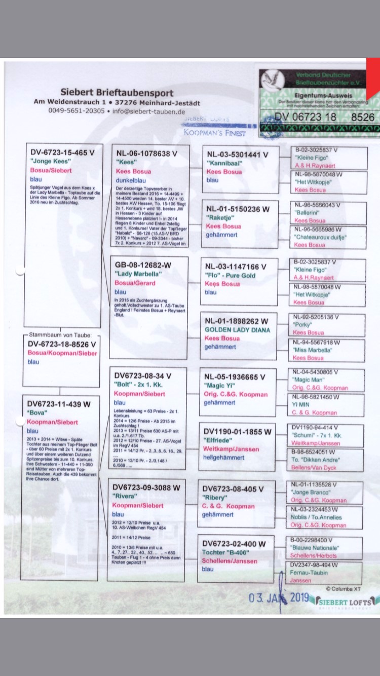 Pigeon pedigree image