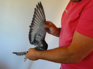 Pigeon image