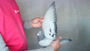 Pigeon image