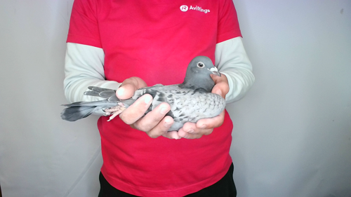 Pigeon image