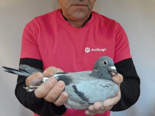 Pigeon image